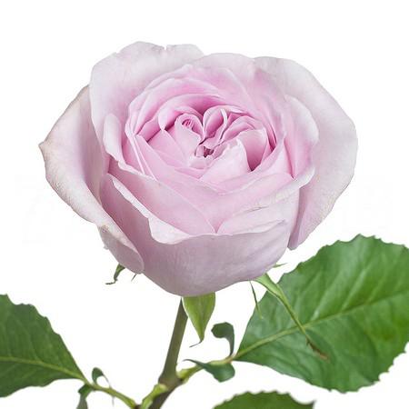 Роза однг патчоли