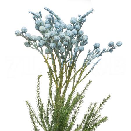 Берцелия ланугиноса синяя