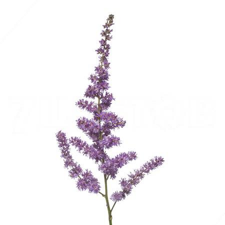 Astilbe black-blue