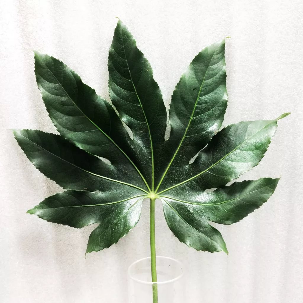 Листья Аралия медиум