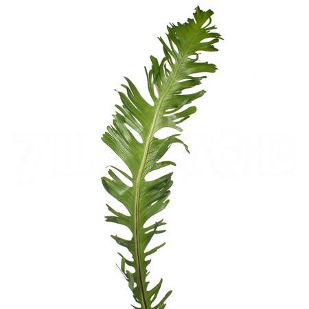 Asplenium multilobum