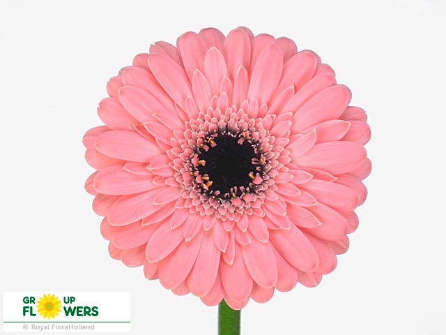 Gerbera mini n' sync