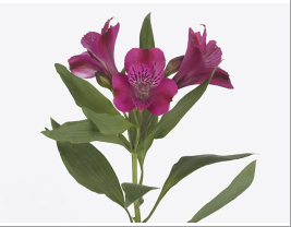 Альстромерия алегрия