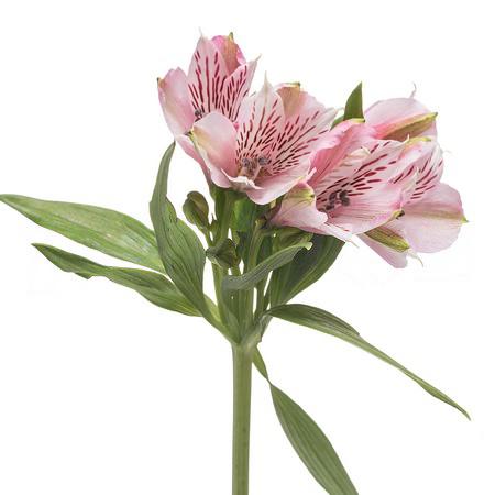Alstroemeria bicolour | Wholesale flowers, plants and supplies Alstroemeria bicolour