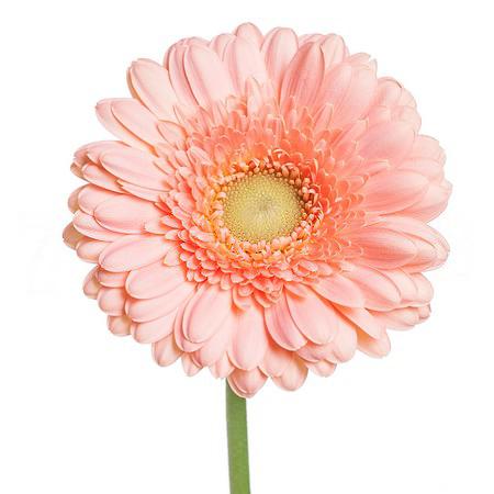 Gerbera mini maria
