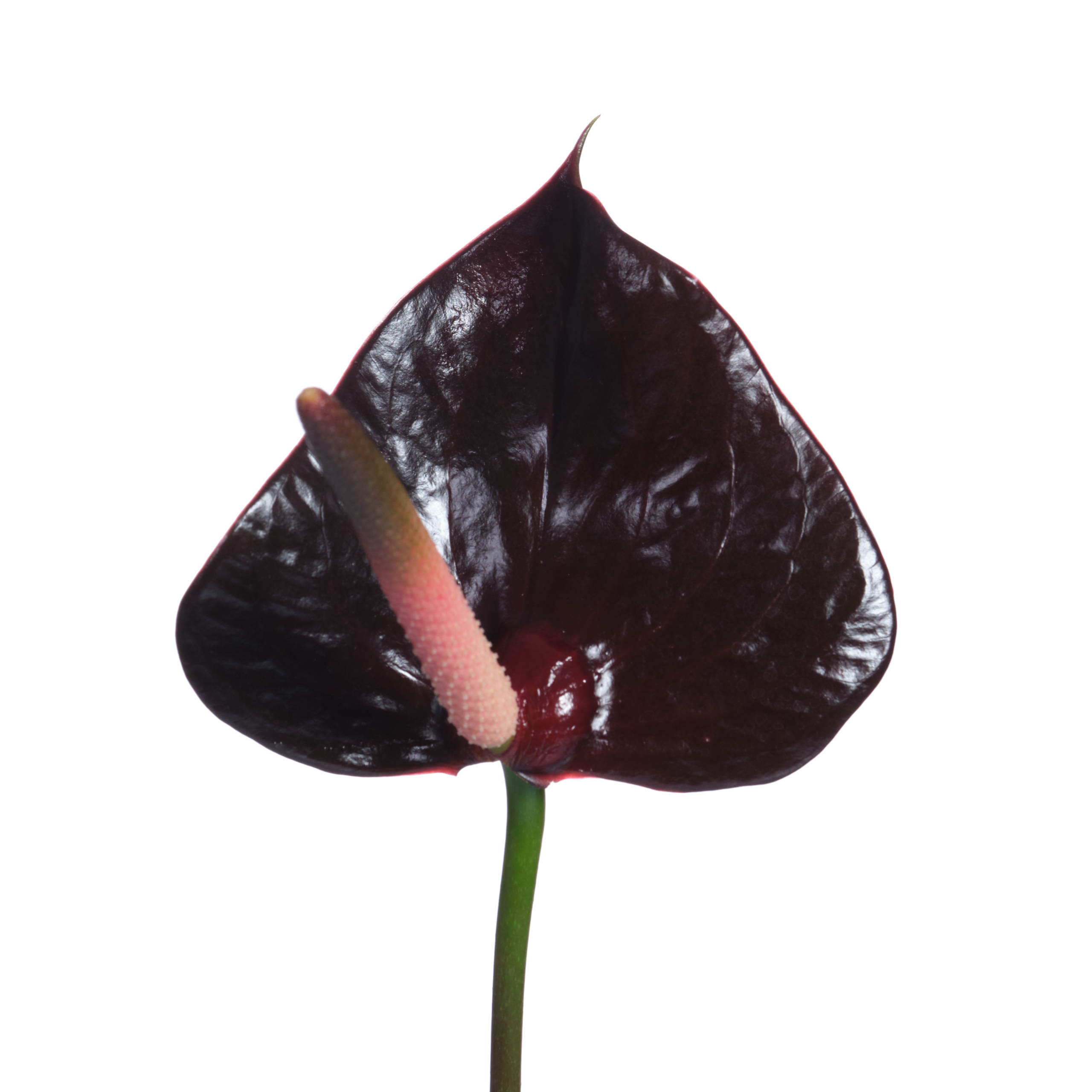 Anthurium black love
