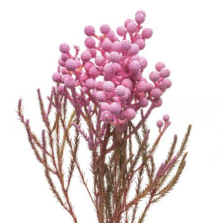 Берцелия ланугиноса светло-розовая