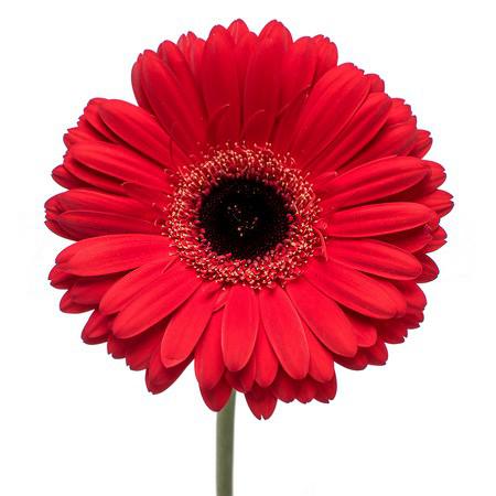 Gerbera rodeo