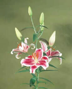 Лилия ор старфайтер