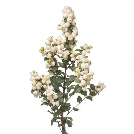 Symphoricarpos magical lemon and lime | Wholesale flowers, plants and supplies Symphoricarpos magical lemon and lime