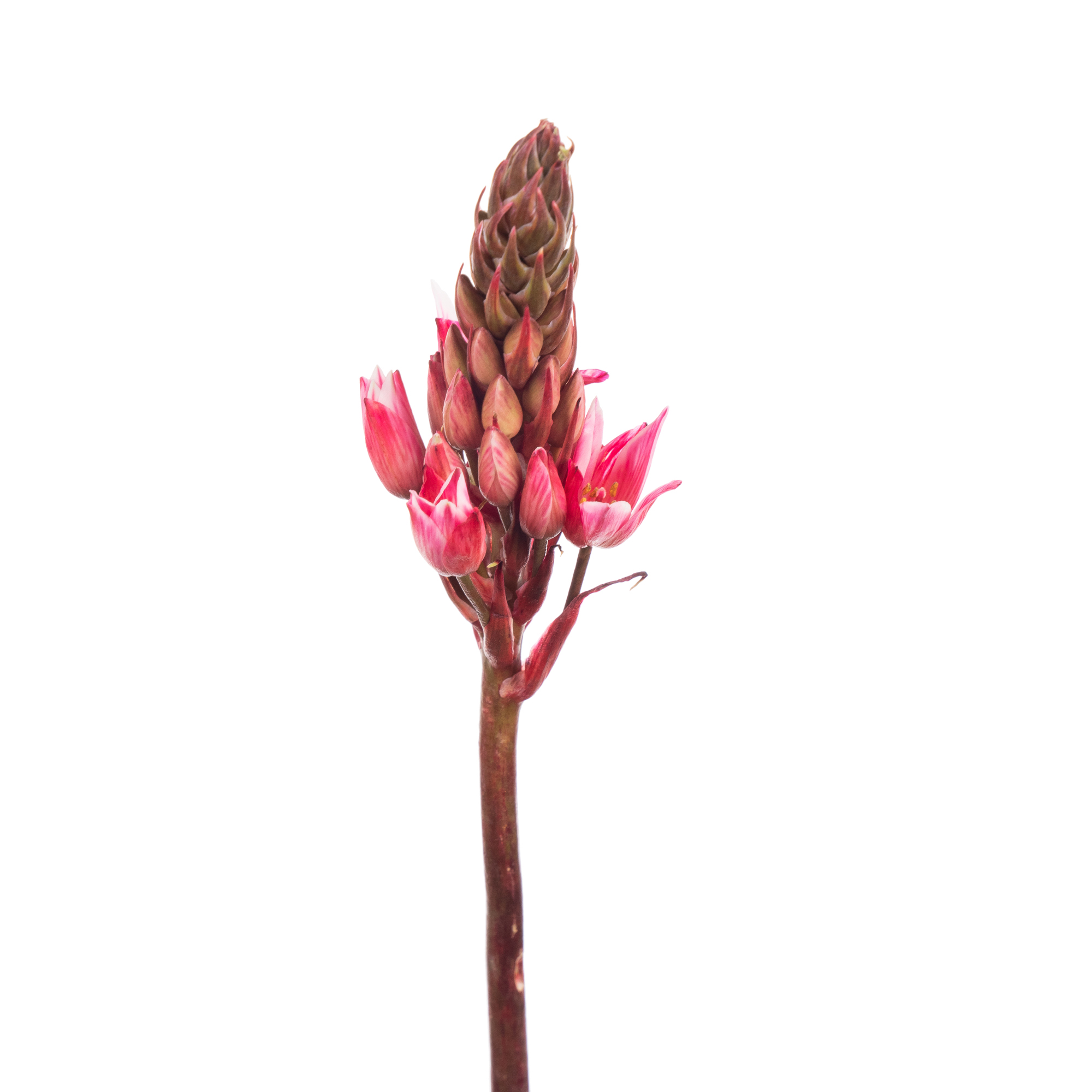 Ornithogalum dyed cerise