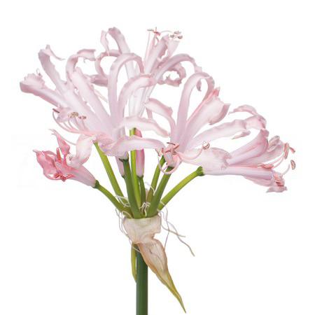 Нерине леди лин