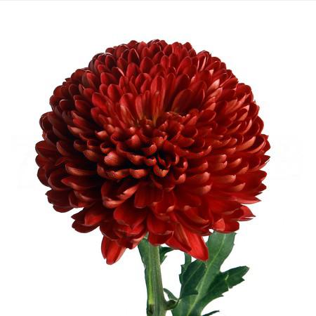 Chrysanthemum cremon virginia red