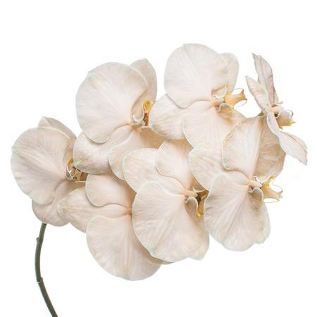 Phalaenopsis dyed chocolate 