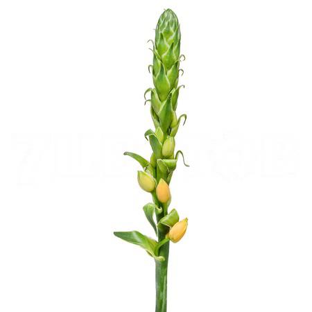 Орнитогалум оранжевый