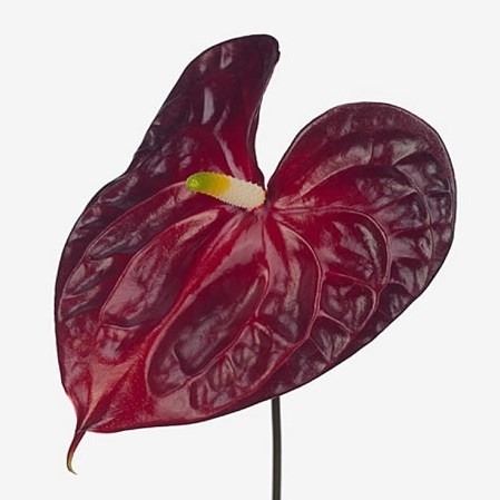 Anthurium galaxy