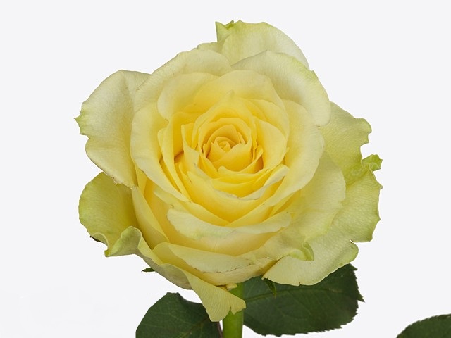 Роза гр миньон роуз