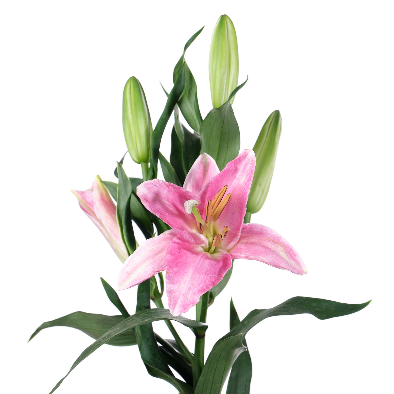Lilium ot hybrid labrador