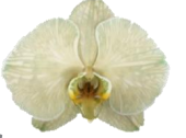 Phalaenopsis dyed mos green