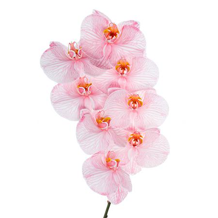 Phalaenopsis tinted red