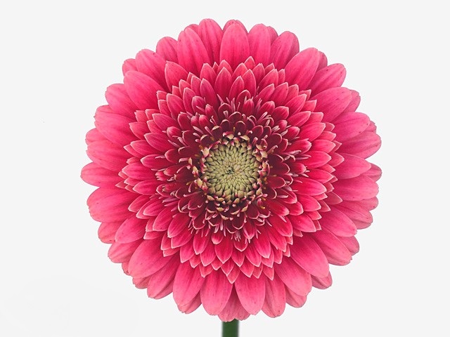 Gerbera mini ateneo