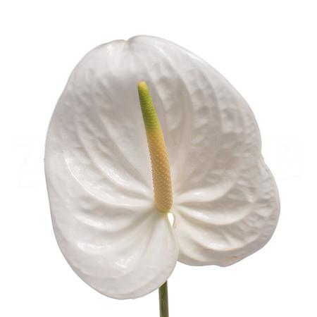 Антуриум эспаер