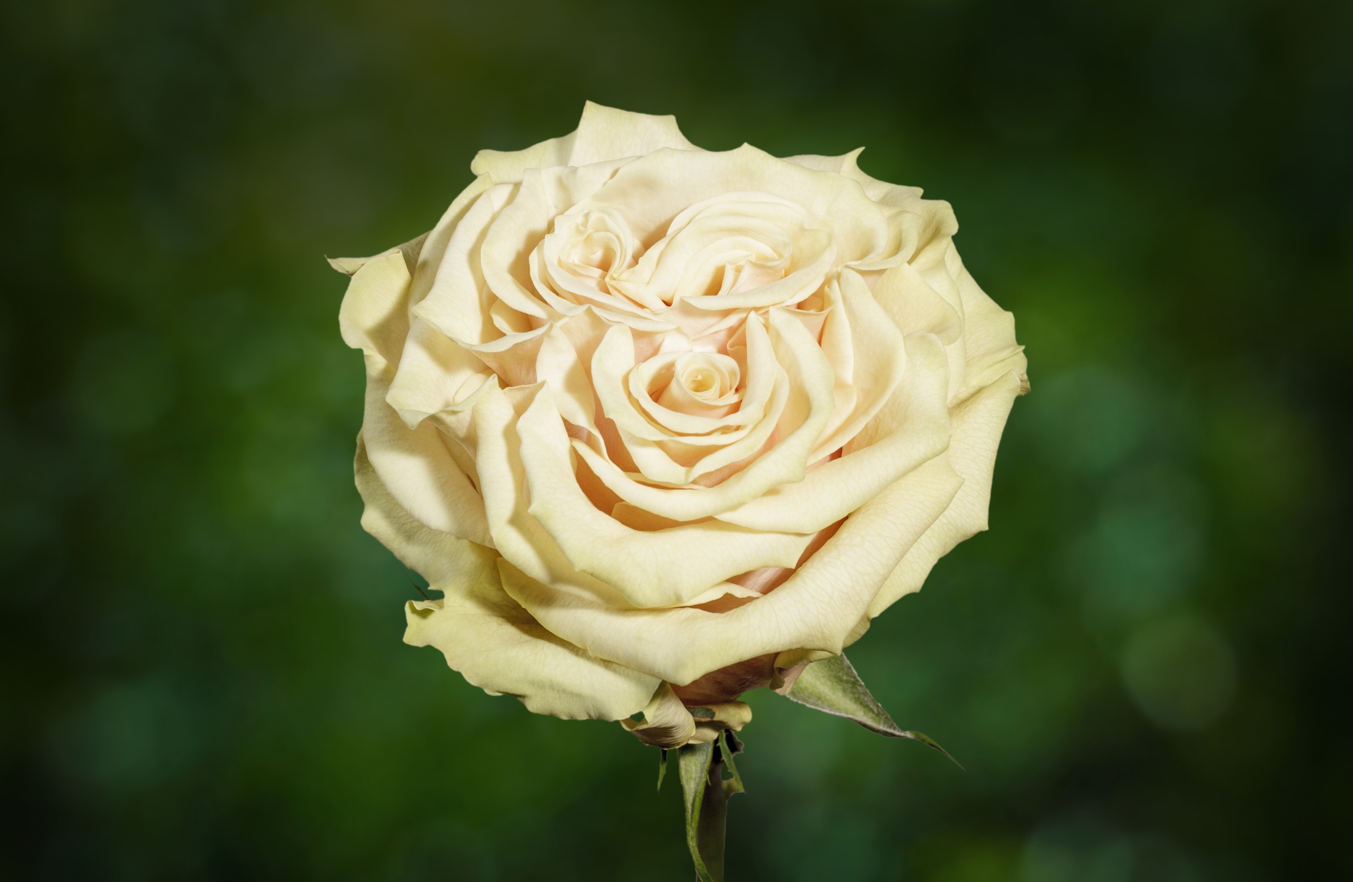 Роза однг марвел