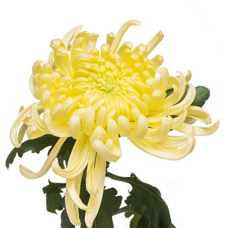 Chrysanthemum single vienna cream | Wholesale flowers, plants and supplies Chrysanthemum single vienna cream
