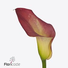 Zantedeschia bloody mary