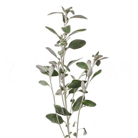 Senecio full moon