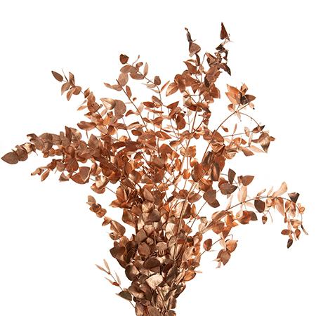 Blad Eucalyptus cinerea dyed copper 