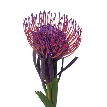 Leucospermum dyed dark lilac 