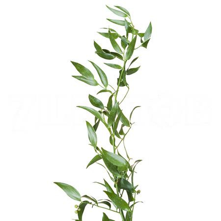 Blad Ruscus italian long in bunches