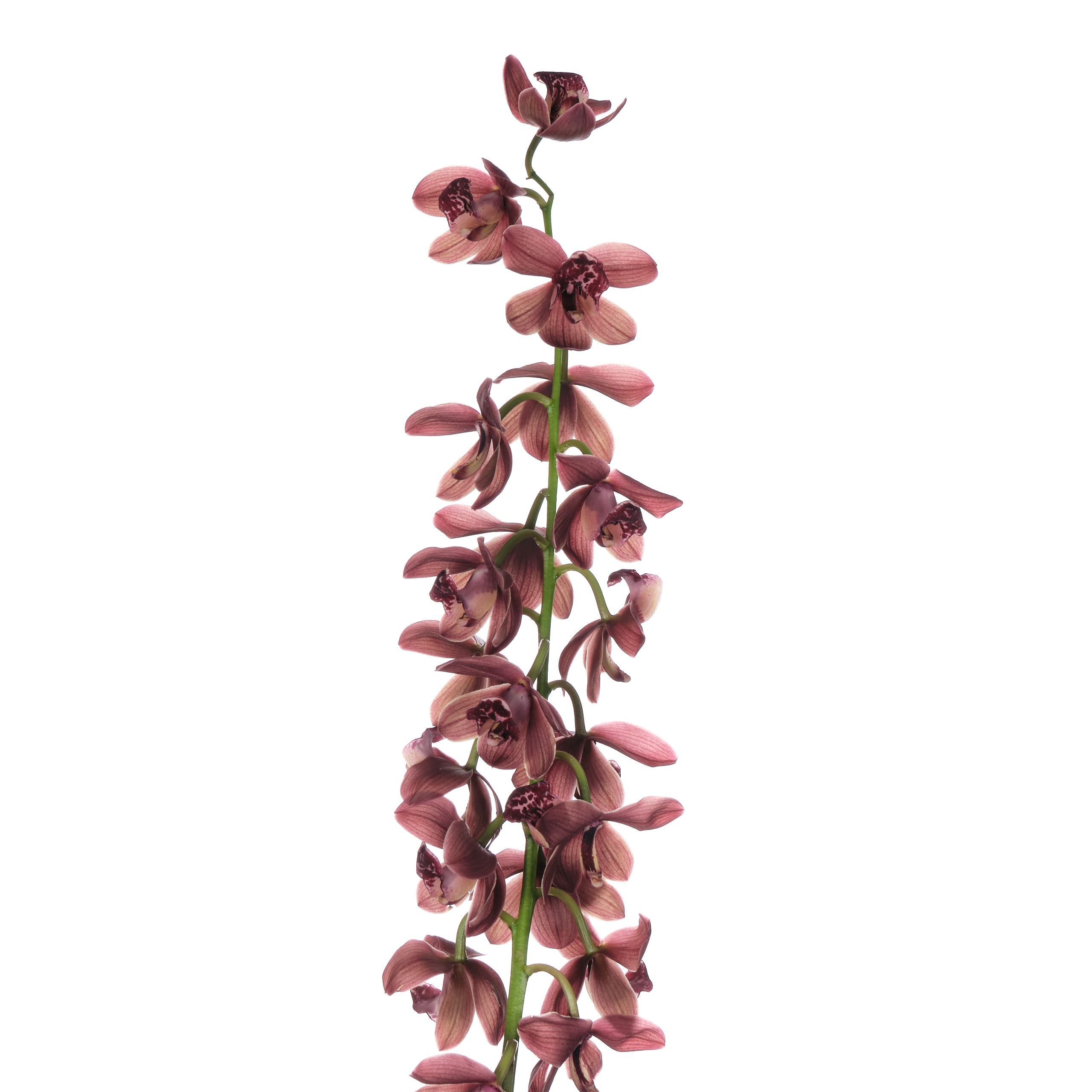 Cymbidium Mini red