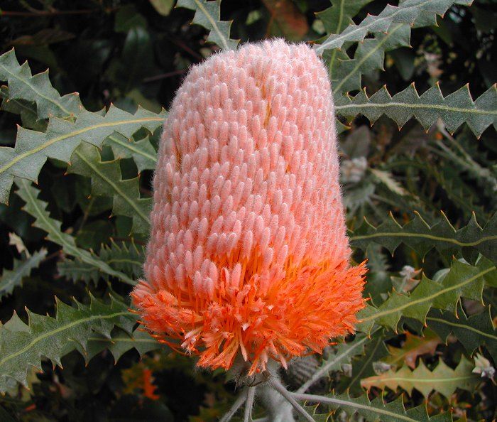 Banksia speciosa orange