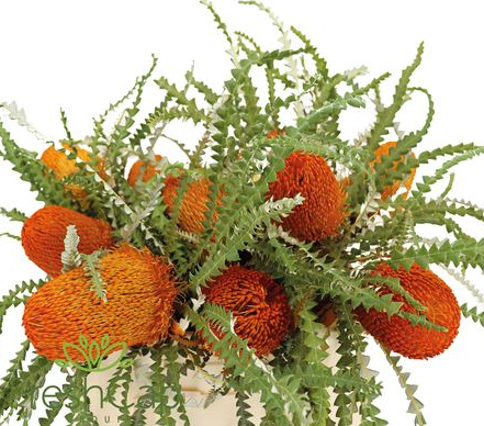 Banksia speciosa orange