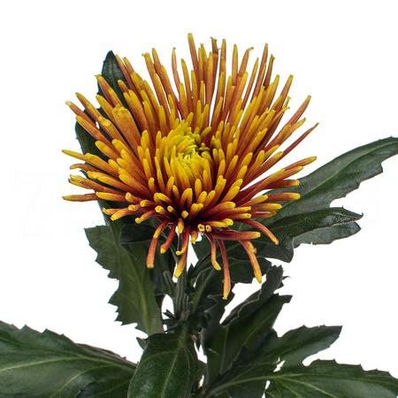 Chrysanthemum single chispa | Wholesale flowers, plants and supplies Chrysanthemum single chispa