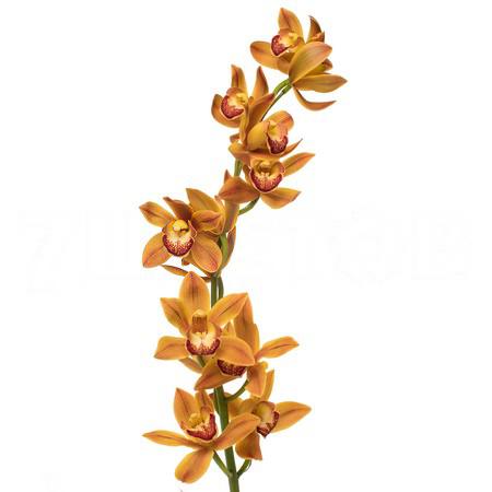 Cymbidium mini sakura