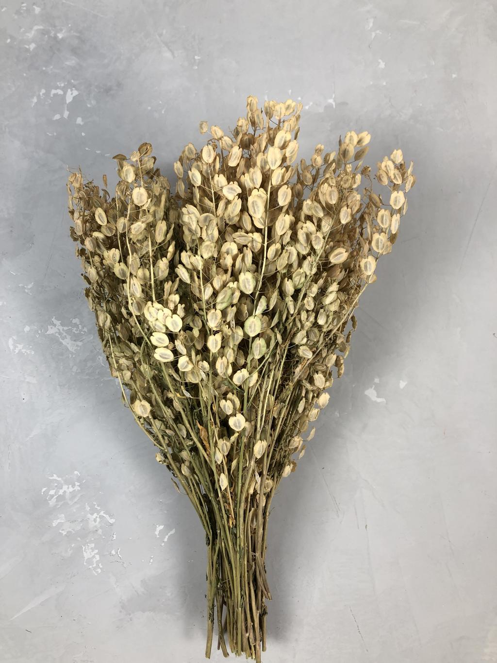 Blad Eucalyptus baby blue dyed gold 