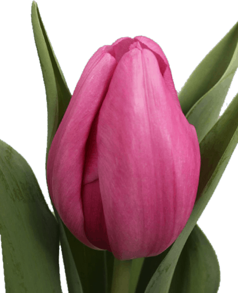 Tulip enkel pink innovation