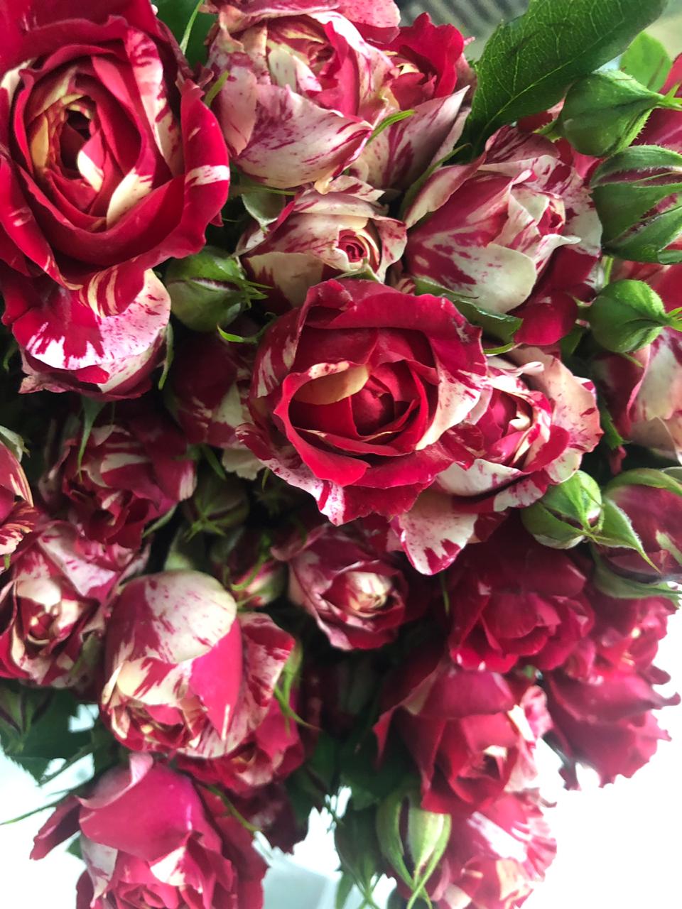 Роза тр ля паризьенн в Москве