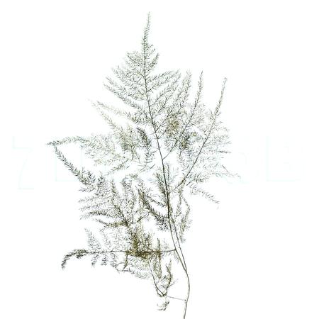 Blad Asparagus vrf champagne