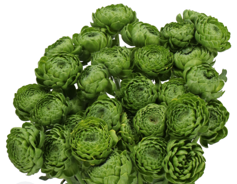 Ranunculus ponpon riviera green green