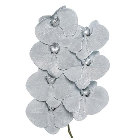 Phalaenopsis dyed silver 