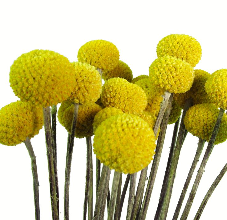 Craspedia dyed yellow | Wholesale flowers, plants and supplies Craspedia dyed yellow