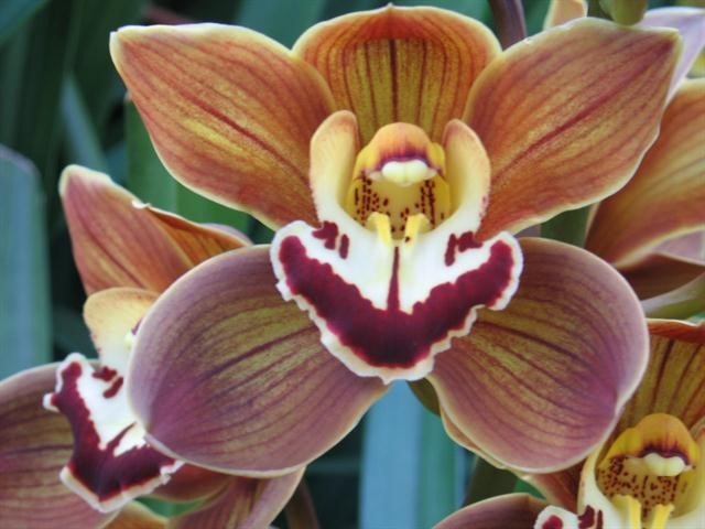 Cymbidium Mini sirocco