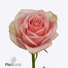 Rose royal pink