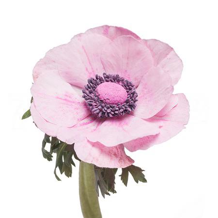Anemone poeder pink
