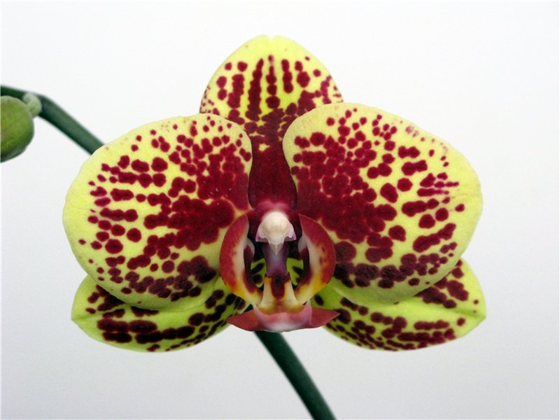 Phalaenopsis elegant karin aloha