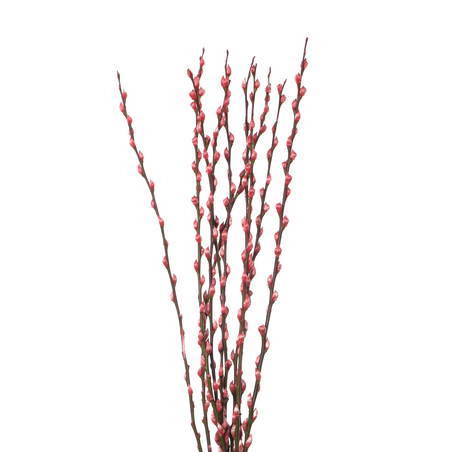 Salix Pussywillow dyed red 